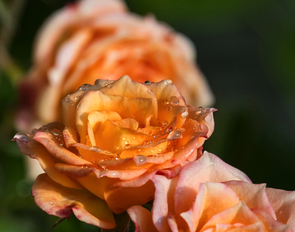 Plant flower flora