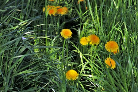 Summer nature morning