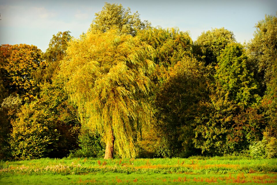 Meadow park nature