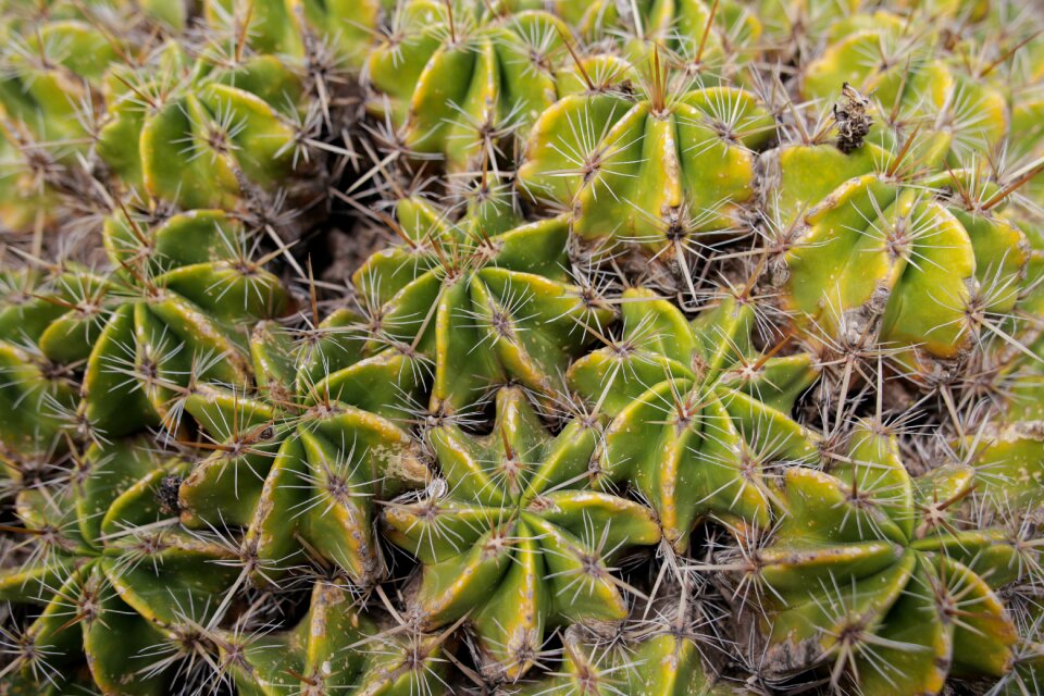 Green plant natural
