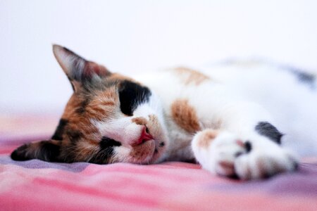 Sleep beautiful adorable