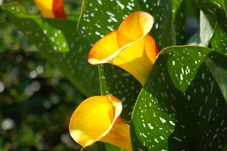 Calla colored calla lily yellow calle flowering photo