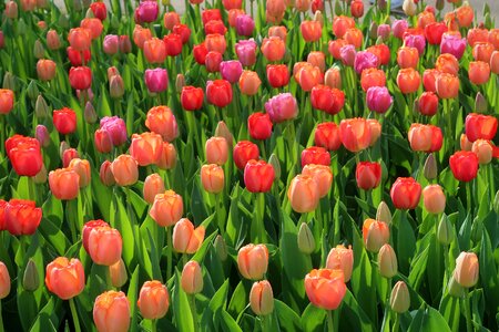 Netherlands spring summer