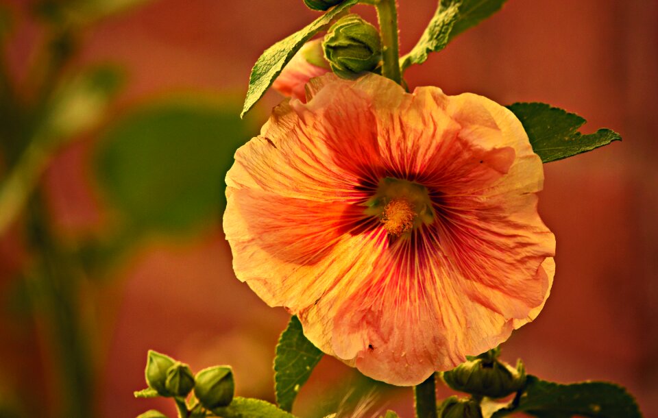Malvaceae pistils stamen