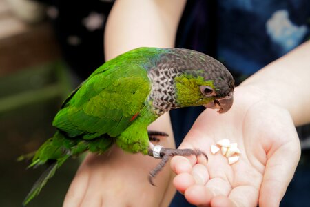 Green colorful parrot