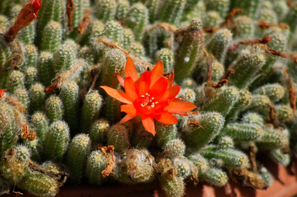 Orange flower succulent plant cactus