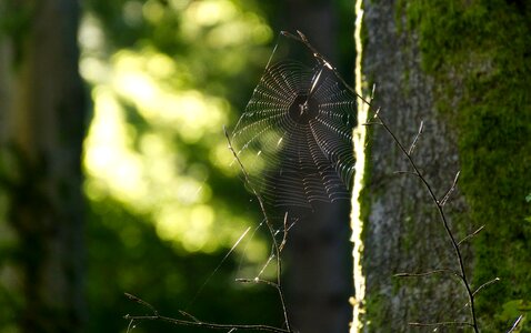 Forest spider web photo