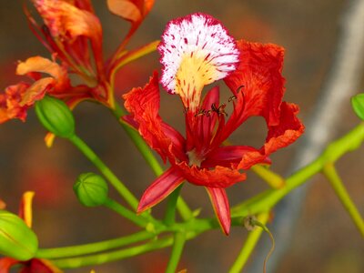 Spring nature bloom