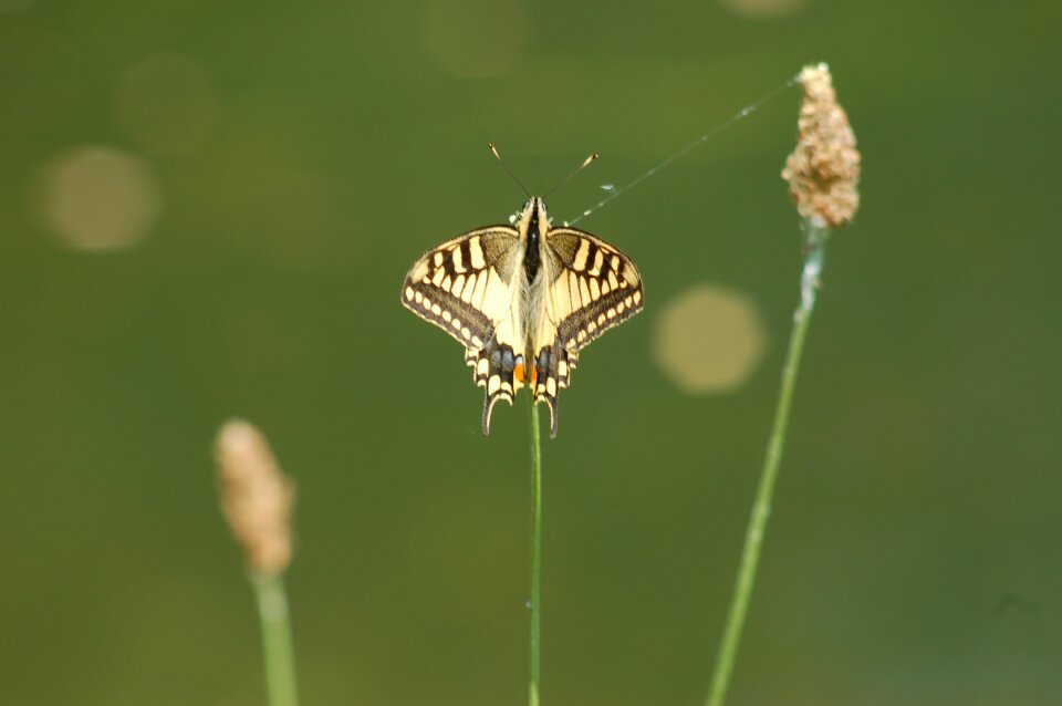 Insect outdoors butterflies