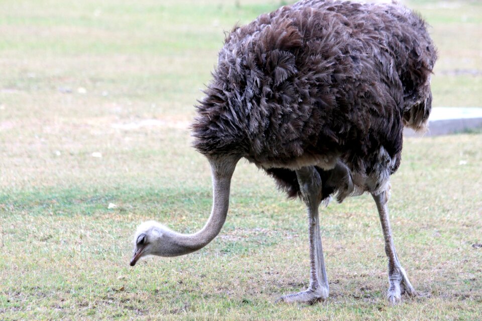 Struthio camelus animal zoo
