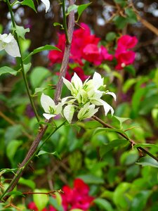Vine spring nature