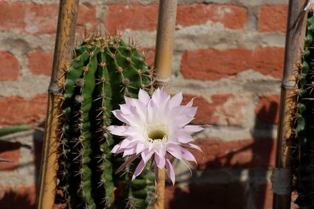 Cactus bloom thorns