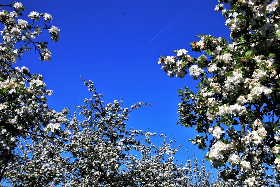 Tree season branch