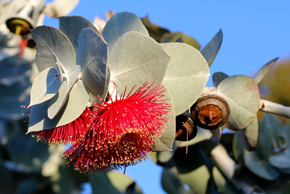 Leaf blossom gum blossom photo