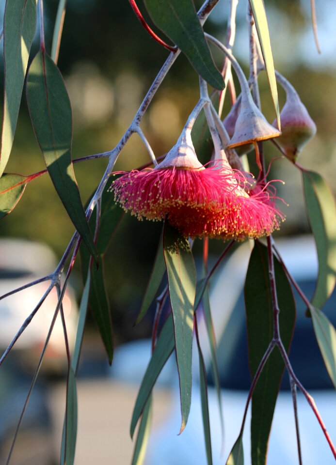 Leaf blossom gum blossom photo