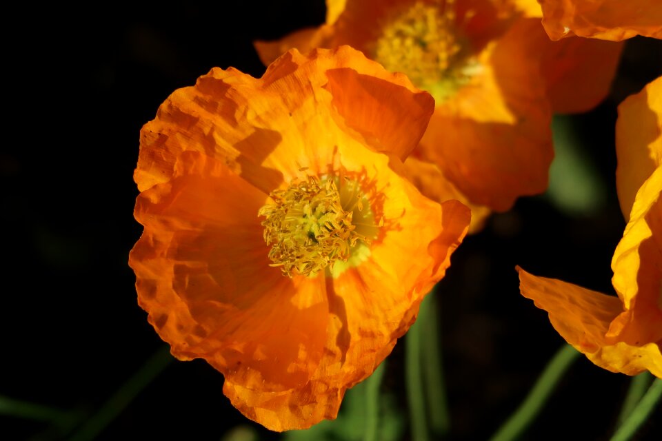 Poppy flower spring garden