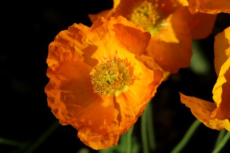 Poppy flower spring garden photo