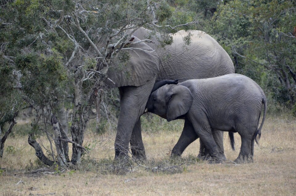 Baby elephant têtée africa