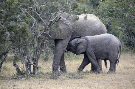 Baby elephant têtée africa photo
