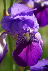 Flowering purple botany