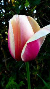 Summer leaf tulip photo
