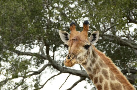 Giraffe africa animals photo