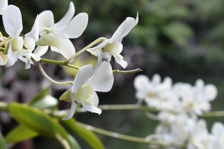 Floral decorative blooming