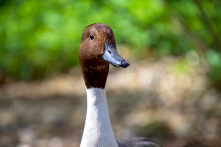 Nature bird duck race