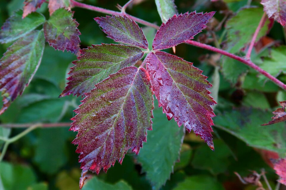Dewdrop close up morgentau
