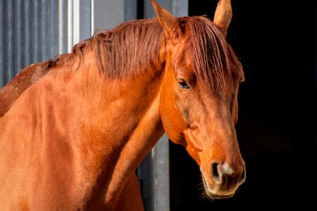 Ride animal portrait horse head photo