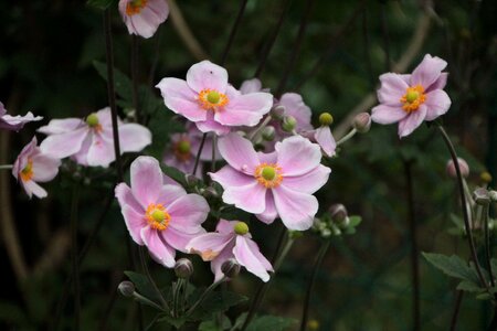 Anemone japan pink flowers flowers photo