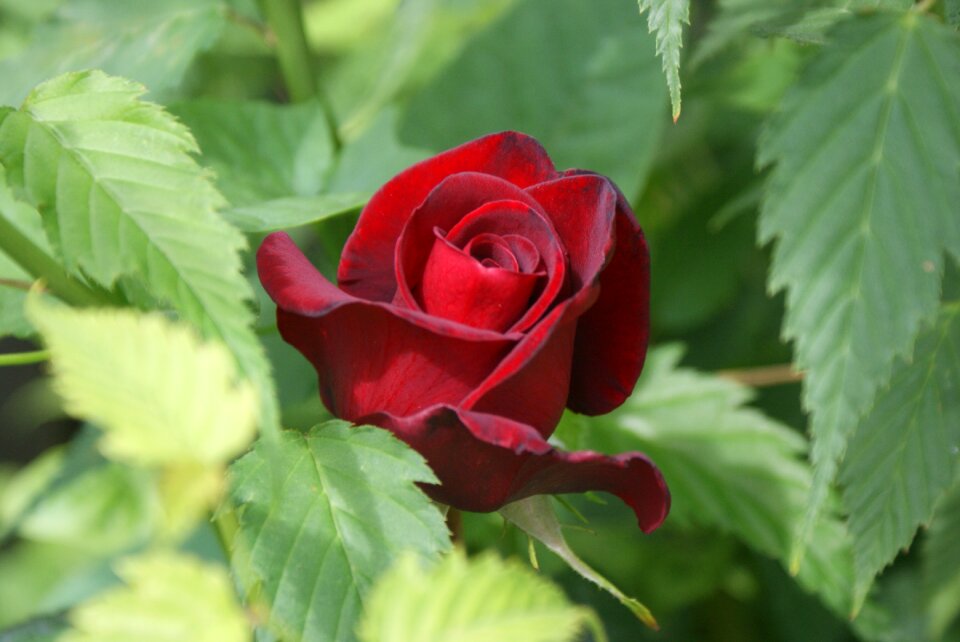 Red nature supplies