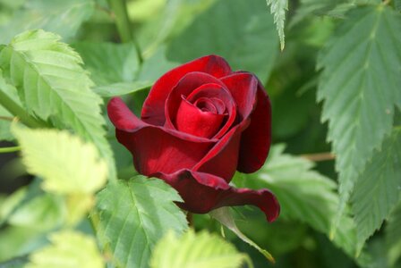 Red nature supplies