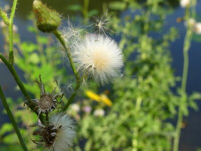 Nature close up seeds
