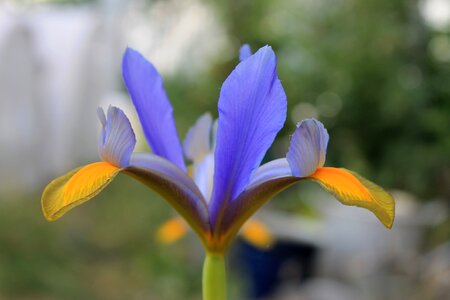 Iris flower garden