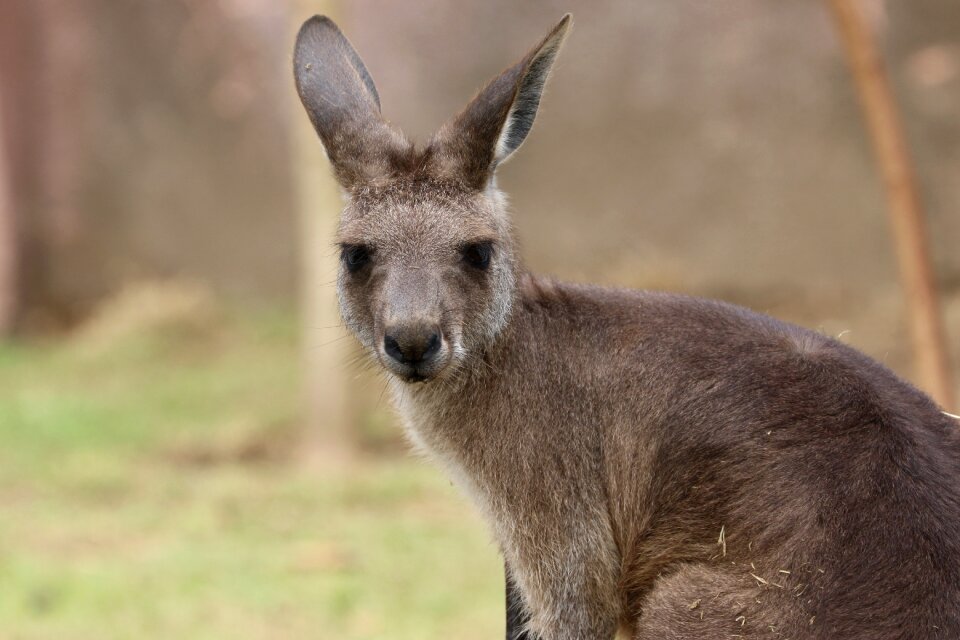 Kangaroo front animal