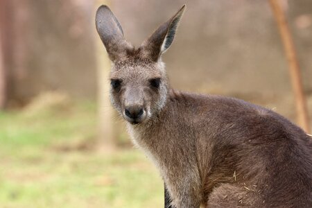 Kangaroo front animal