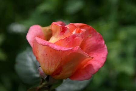 Bicolor flower love