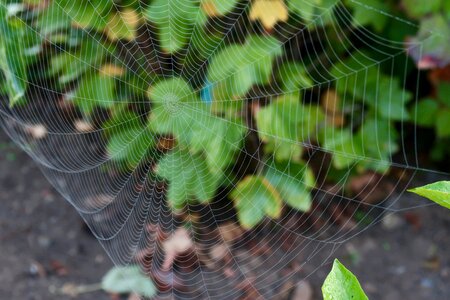 Web spider nature