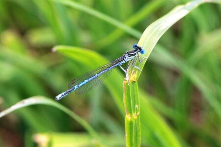 Pond nature macro
