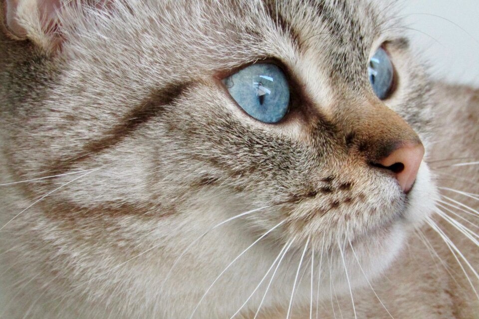 Blue eyes domestic cute