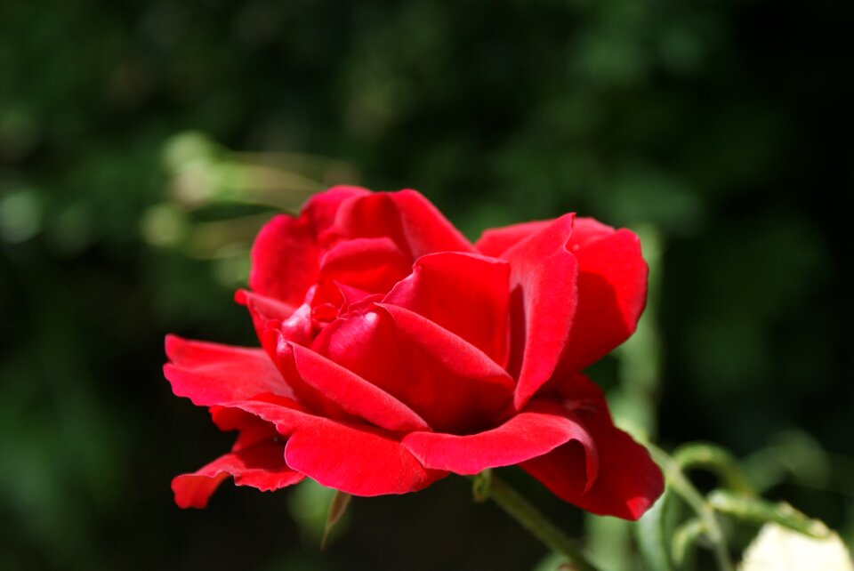 Nature supplies romantic