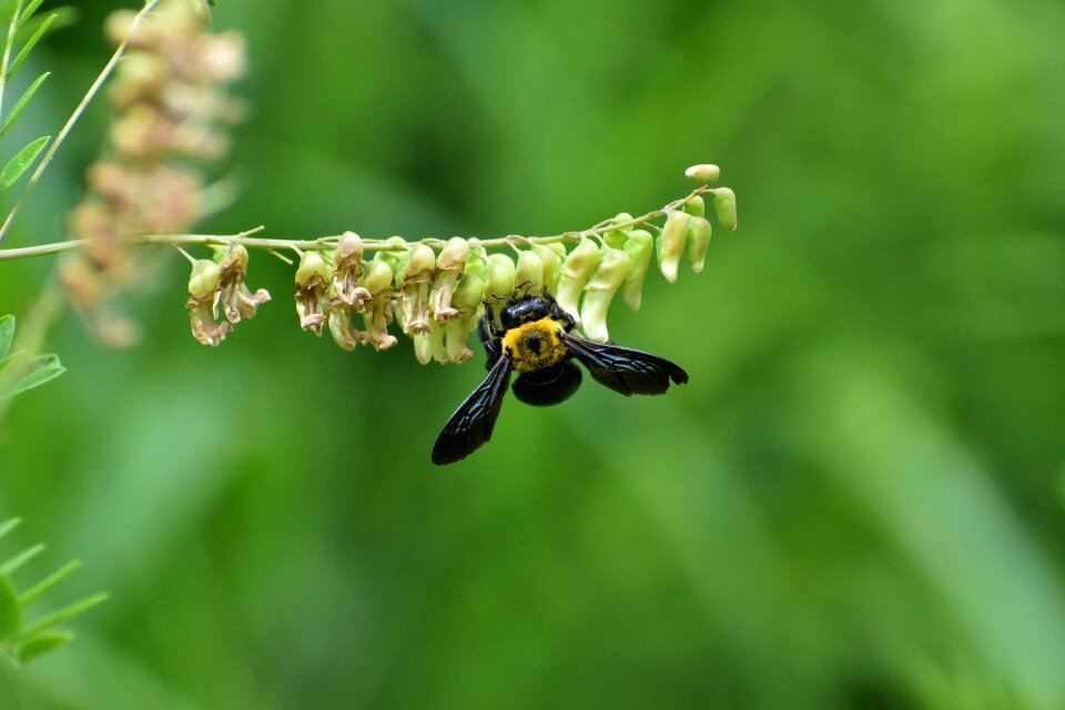 Flowering plant insect bee