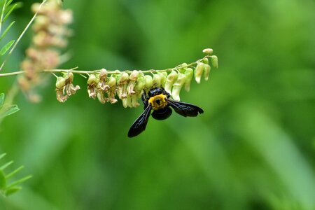 Flowering plant insect bee