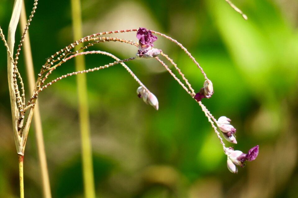 Common wildflowers flowering bird's flowers