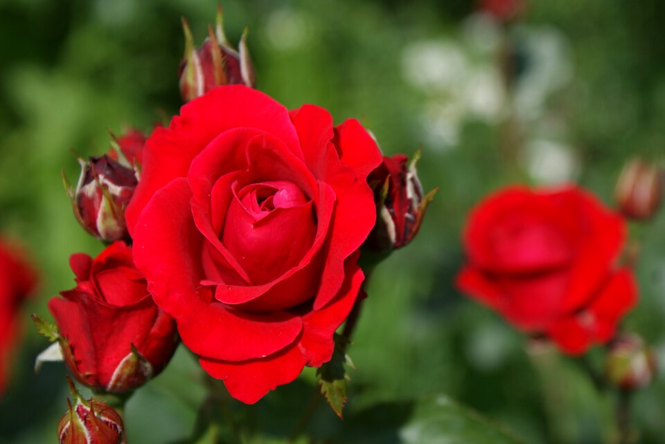 Nature rose red