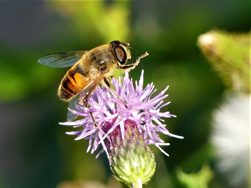 Pollination close up late summer photo