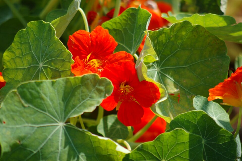 Nasturtium bloom summer
