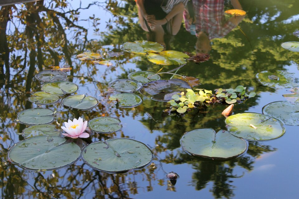 Pond flowers summer