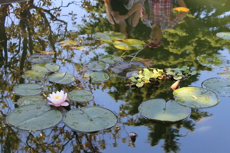 Pond flowers summer
